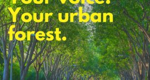 Your city. Your voice. Your urban forest. Tree survey