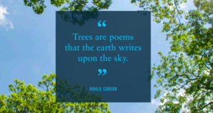Trees are poems that the earth writes upon the sky: Kahlil Gibran