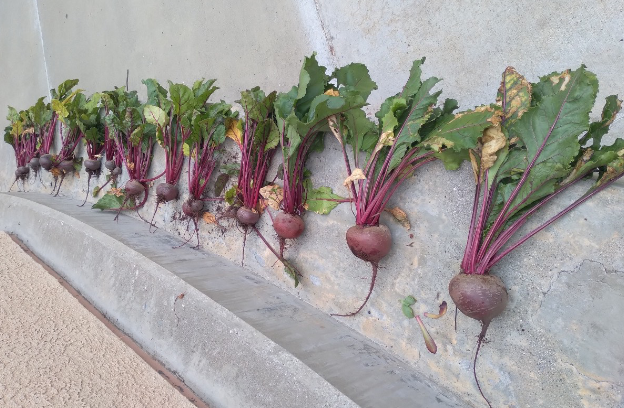 row of beets